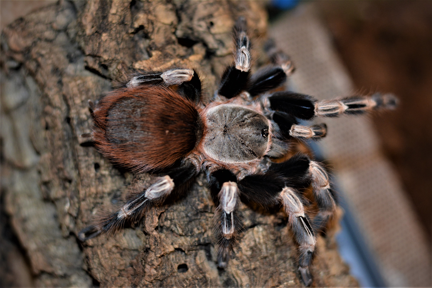 Nhandu chromatus Female (7cm)