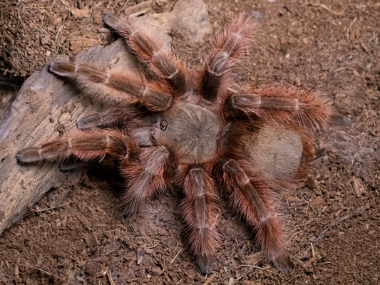 Nhandu tripepii Female (5cm)