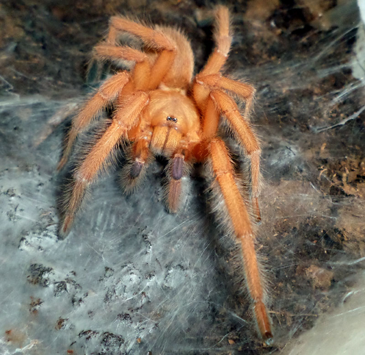 Orphnaecus philippinus Female (4.5cm)