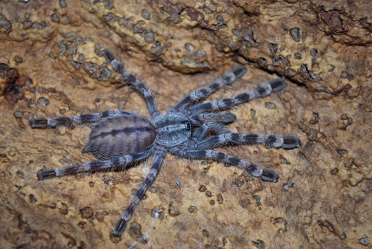 Poecilotheria formosa Female + Male (6cm)