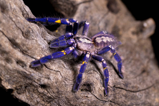 Poecilotheria metallica Female + Male (9cm)