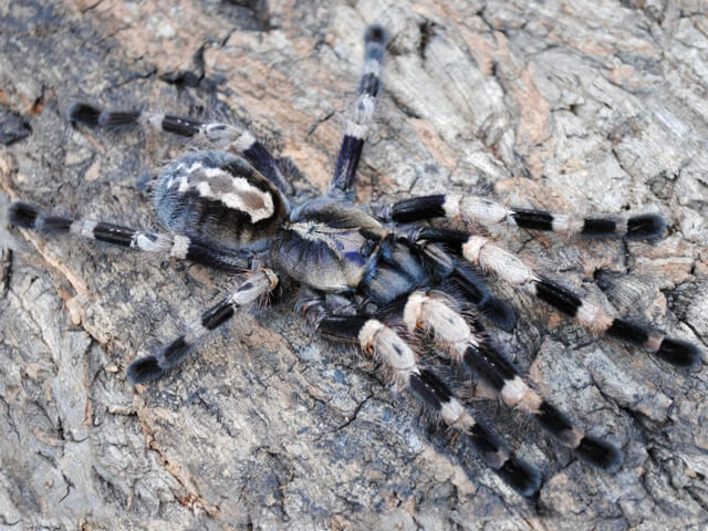 Poecilotheria miranda Female (7cm)