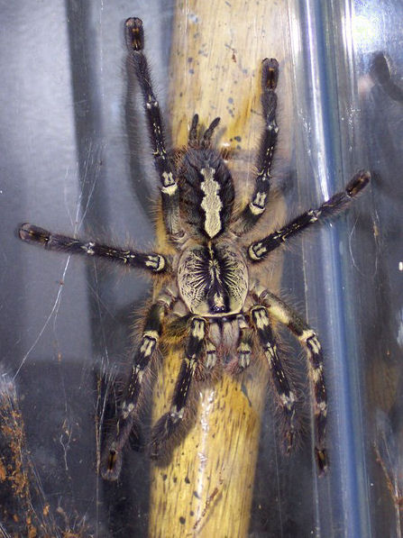 Poecilotheria ornata Female + Male (8cm)