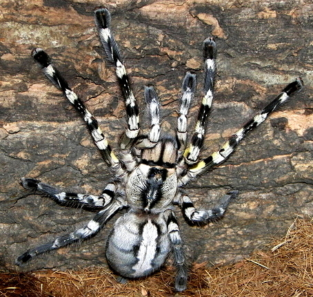 Poecilotheria regalis Female + Male (9cm)