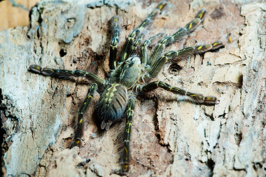 Poecilotheria rufilata Female + Male (6cm)