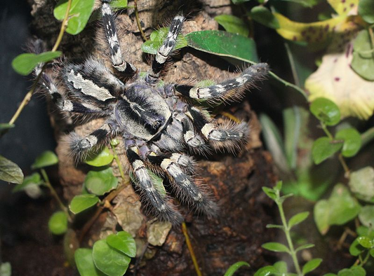 Poecilotheria striata SemiAdult Female