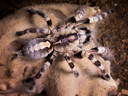 Poecilotheria tigrinawesseli Female + Male (8cm)