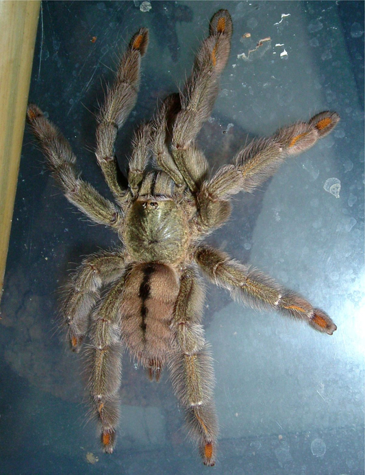 Psalmopoeus cambridgei Female (9cm)