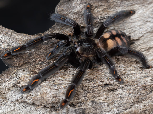 Psalmopoeus irminia Female (7cm)