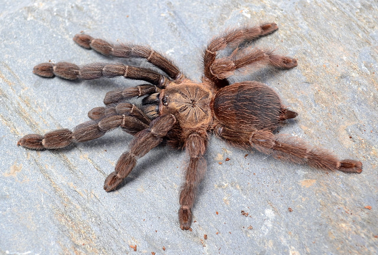 Psalmopoeus reduncus Female + Male (5.5cm)