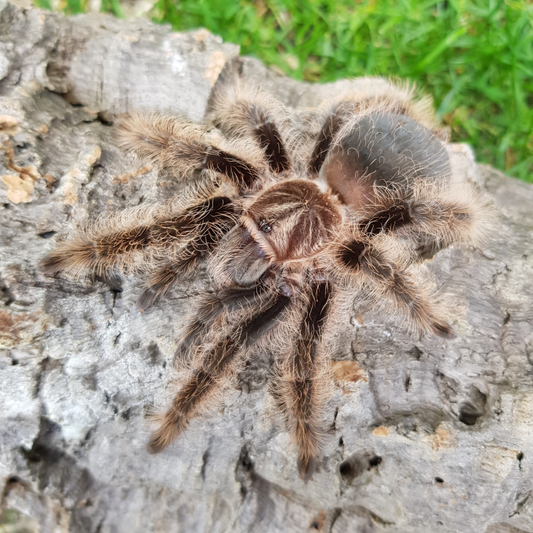 Tliltocatl albopilosum Female (8cm)