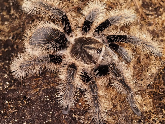 Tliltocatl albopilosum Nicaragua Female (5.5cm)